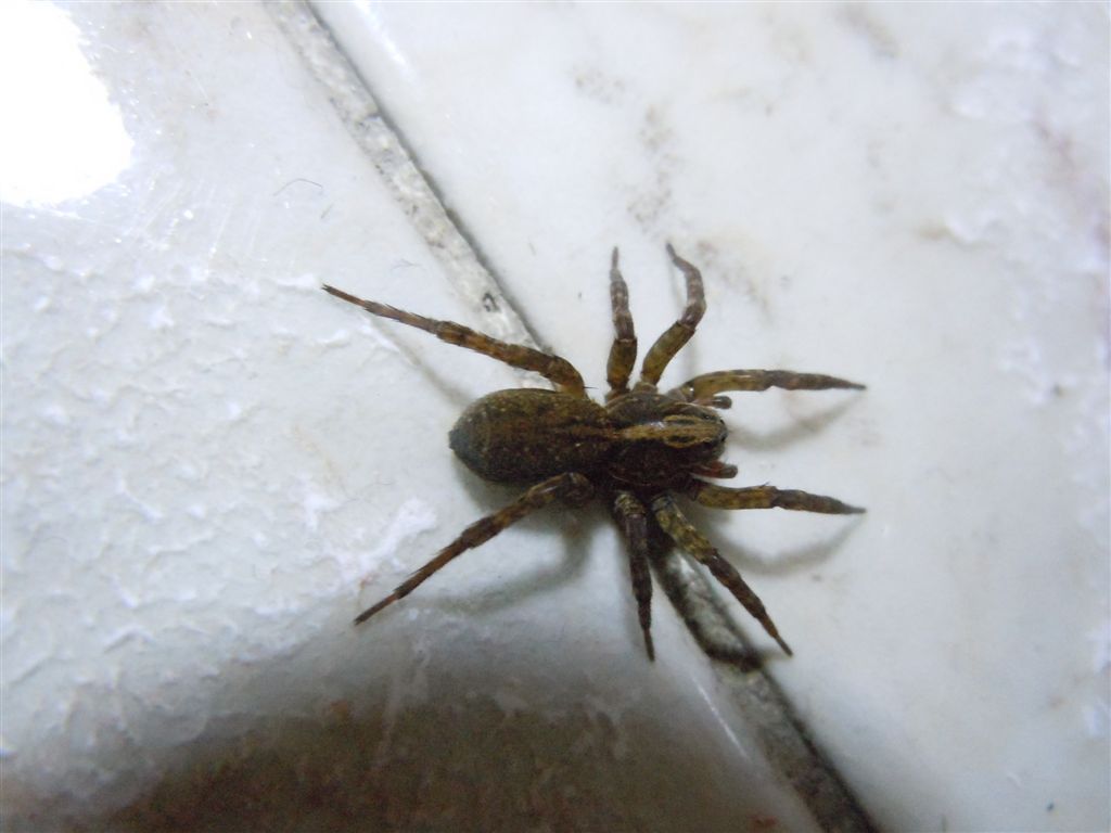 Trochosa sp.